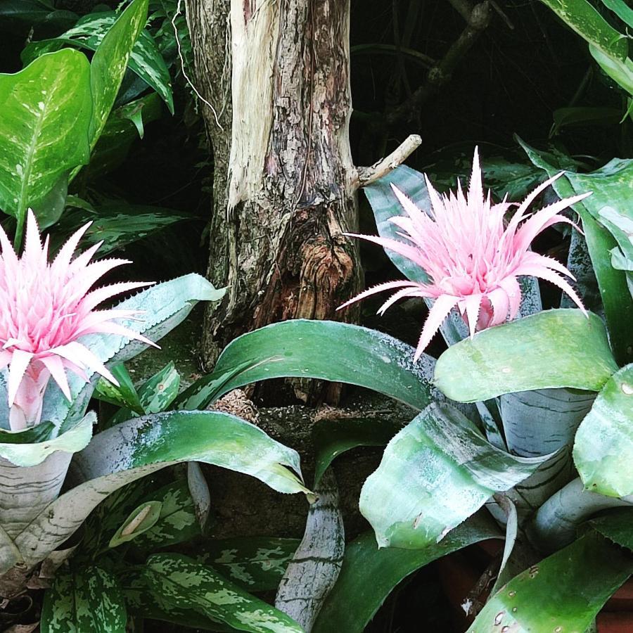 Recanto Toca Das Plantas De Ilhabela II Екстериор снимка