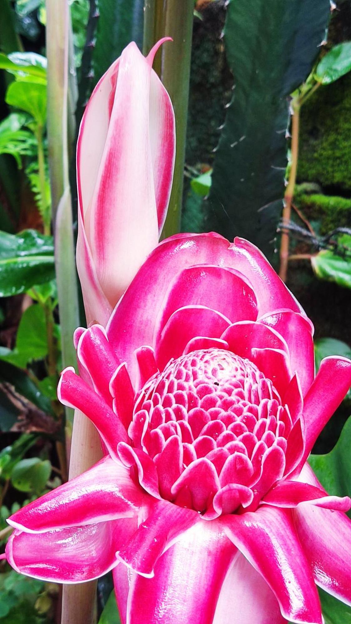Recanto Toca Das Plantas De Ilhabela II Екстериор снимка