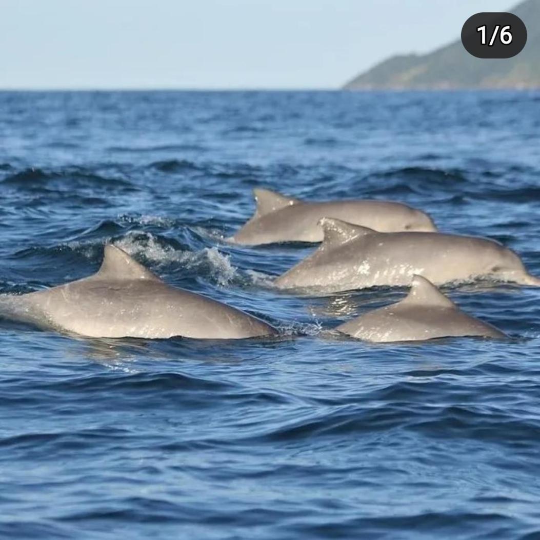 Recanto Toca Das Plantas De Ilhabela II Екстериор снимка